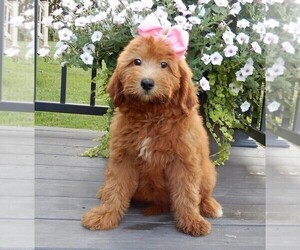 Goldendoodle (Miniature) Puppy for sale in MILLERSBURG, OH, USA
