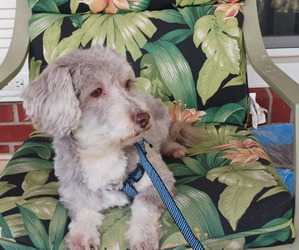 Havanese Puppy for sale in WINSTON SALEM, NC, USA