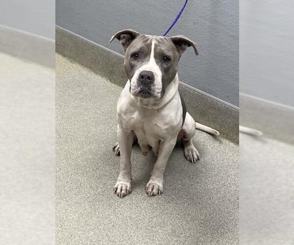 Medium Photo #1 Mutt Puppy For Sale in Las Vegas, NV, USA