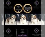 Puppy Buddy ACA Shih Tzu