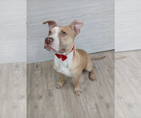 Medium Photo #18 Mutt Puppy For Sale in Murfreesboro, NC, USA