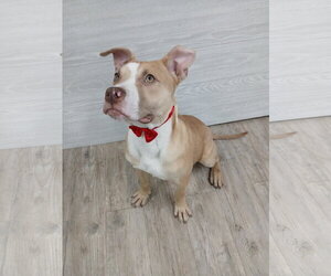 Marley - Male Mutt Dog for Adoption - Photo #18