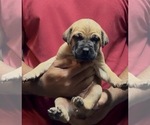 Small Photo #1 Cane Corso Puppy For Sale in MOUNT MORRIS, MI, USA
