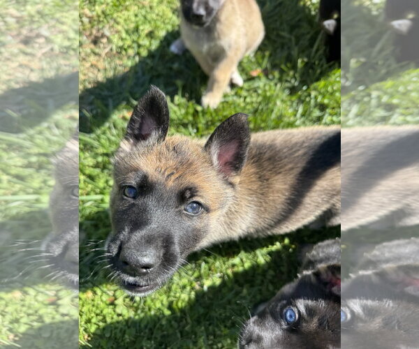 Medium Photo #5 Siberian Husky-Unknown Mix Puppy For Sale in Holly Springs, NC, USA