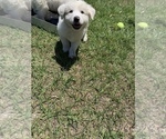 Small Photo #35 Great Pyrenees Puppy For Sale in MYAKKA CITY, FL, USA