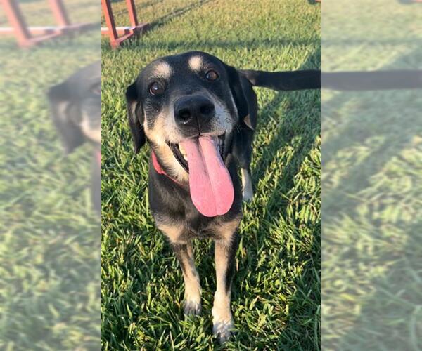 Medium Photo #1 German Shepherd Dog Puppy For Sale in Rosenberg, TX, USA