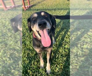 German Shepherd Dog Dogs for adoption in Rosenberg, TX, USA