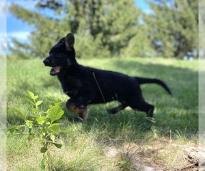 German Shepherd Dog Puppy for sale in DE PERE, WI, USA