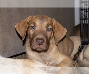 Great Dane-Siberian Husky Mix Puppy for sale in LONGVIEW, WA, USA