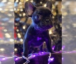 Puppy 4 French Bulldog