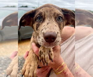 Catahoula Leopard Dog-Labrador Retriever Mix Dogs for adoption in Mt. Laurel, NJ, USA