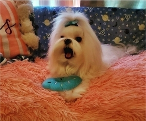 Father of the Maltese puppies born on 06/02/2025