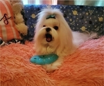 Small Photo #1 Maltese Puppy For Sale in ALTAMONTE SPRINGS, FL, USA