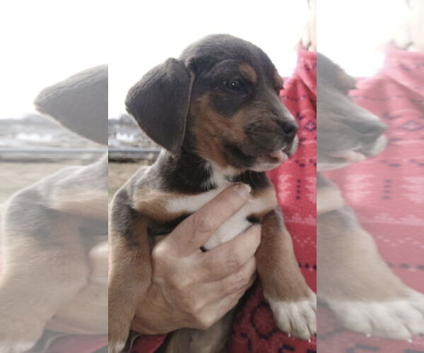 Medium Photo #1 Beagle-Unknown Mix Puppy For Sale in Pottstown, PA, USA