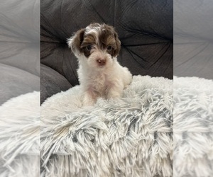 YorkiePoo Puppy for sale in SAN ANTONIO, TX, USA