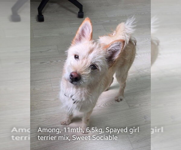 Medium Photo #1 Mutt Puppy For Sale in Agoura Hills, CA, USA