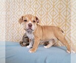 Small Photo #15 Olde English Bulldogge Puppy For Sale in NEOSHO, MO, USA