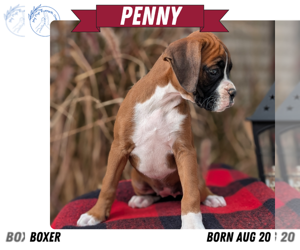 Medium Photo #26 Boxer Puppy For Sale in GOSHEN, IN, USA