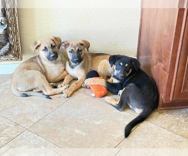 Medium Photo #7 Mutt Puppy For Sale in Dana Point, CA, USA