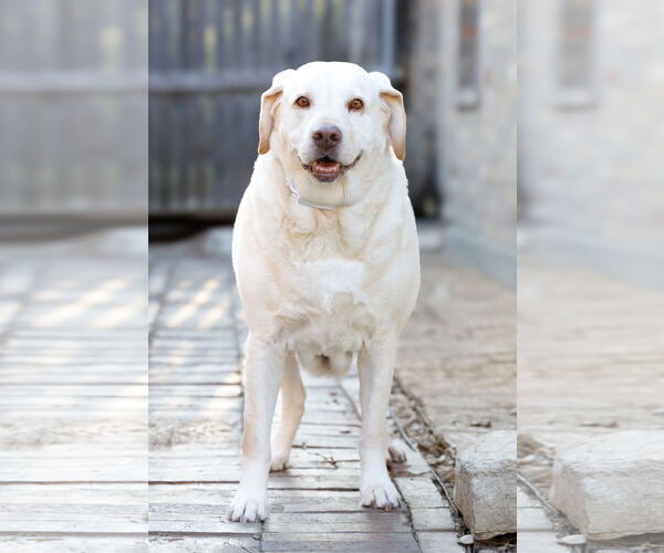Medium Photo #12 Mutt Puppy For Sale in McKinney, TX, USA