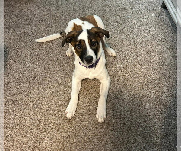 Medium Photo #4 Mutt Puppy For Sale in pomfret, CT, USA