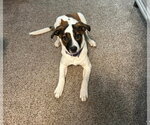 Small #3 Mutt