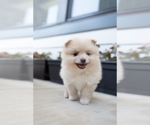 Pomeranian Puppy for sale in FRISCO, TX, USA