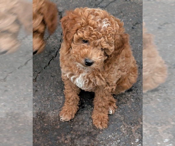 Medium Photo #1 Double Doodle Puppy For Sale in EAST EARL, PA, USA