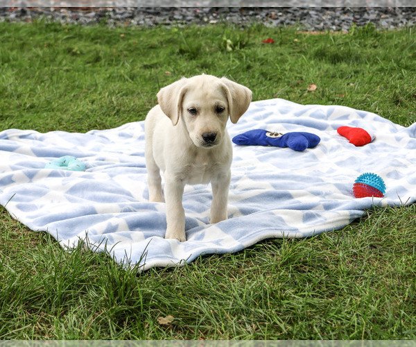 Medium Photo #5 Labrador Retriever Puppy For Sale in SYRACUSE, IN, USA