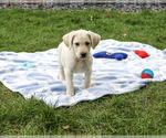 Rambo - Male Labrador Retriever Puppy for Sale - Photo #5