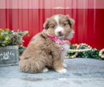 Small #2 Miniature Australian Shepherd