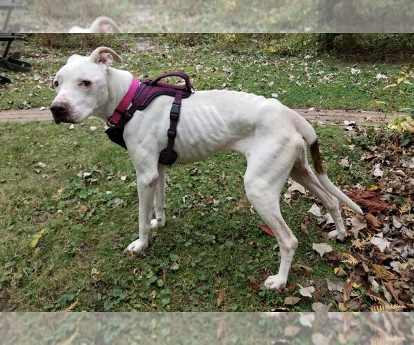 Medium Photo #1 American Pit Bull Terrier-Pointer Mix Puppy For Sale in Clarkston, MI, USA