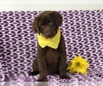 Small Photo #3 Labrador Retriever Puppy For Sale in EAST EARL, PA, USA