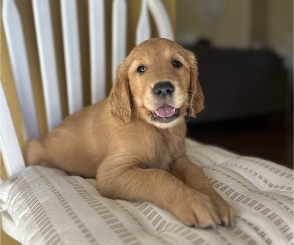 Medium Photo #1 Golden Retriever Puppy For Sale in SACRAMENTO, CA, USA