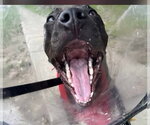 Small #3 Labrador Retriever Mix