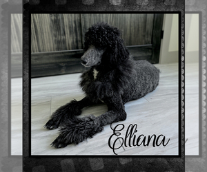 Mother of the Poodle (Standard) puppies born on 10/18/2022