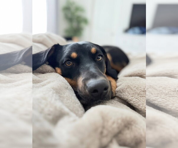 Medium Photo #3 Aussiedor Puppy For Sale in Chandler, AZ, USA
