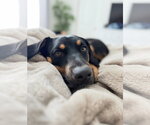 Small Photo #3 Aussiedor Puppy For Sale in Chandler, AZ, USA