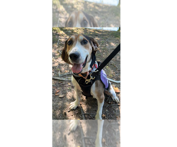 Medium Photo #9 Treeing Walker Coonhound-Unknown Mix Puppy For Sale in Greenbelt, MD, USA