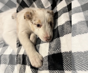 Medium Border Collie