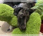 Small Photo #7 Catahoula Leopard Dog-Dalmatian Mix Puppy For Sale in THOUSAND OAKS, CA, USA