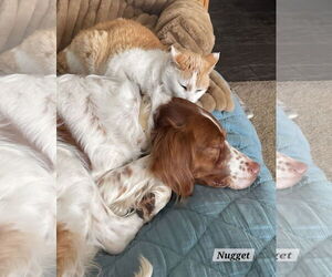 Brittany Dog for Adoption in Curwensville, Pennsylvania USA