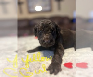Labradoodle Puppy for sale in STONY POINT, NC, USA