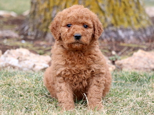 Goldendoodle Puppy for sale in MOUNT JOY, PA, USA