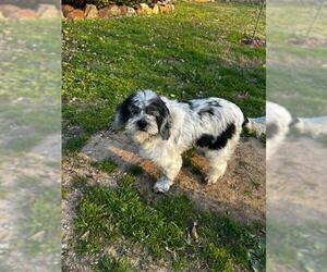 Cocker Spaniel-Unknown Mix Dogs for adoption in Shreveport, LA, USA