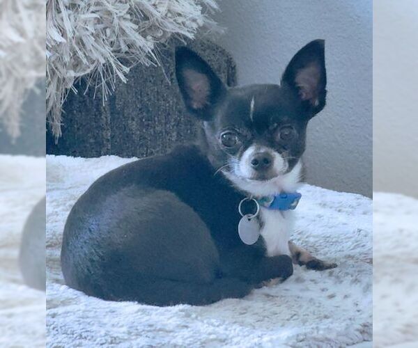 Medium Photo #6 Chihuahua Puppy For Sale in Tustin, CA, USA