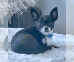 Small #5 Chihuahua