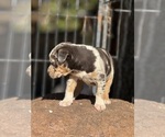 Small #2 Catahoula Leopard Dog