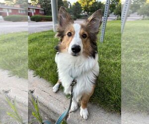 Mutt Dogs for adoption in Denver , CO, USA