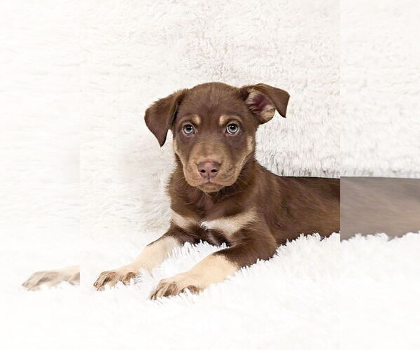 Medium Photo #6 Siberian Husky-Unknown Mix Puppy For Sale in McDonough, GA, USA
